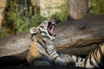 Yawning tiger cub. Panthera tigris altaica.