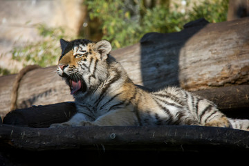Tired tiger cub. Panthera tigris altaica.