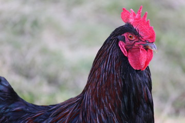 Angry rooster