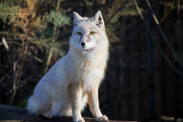 Sitting corsac fox.