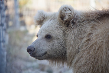Portrait of Himalayan brown bear cub. Ursus arctos isabellinus.