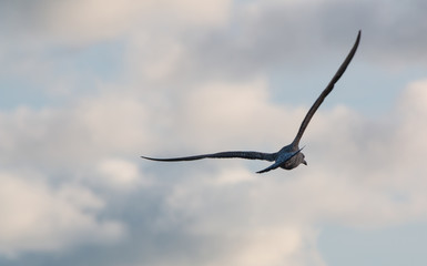 Seagull on flight