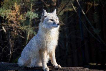 Sitting corsac fox.