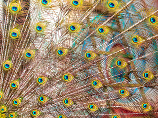 Peacock feathers on nature as background