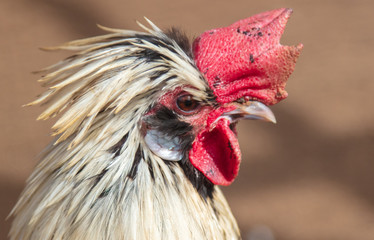 Rooster portrait on the farm