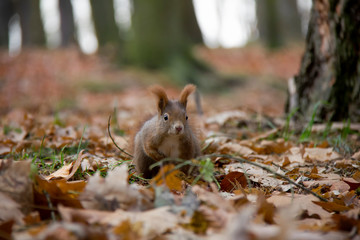 Naklejka na ściany i meble Curious squirrel in autumn forest. Sciurus vulgaris. Czech Republic.