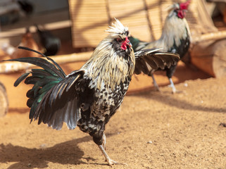 Rooster portrait on the farm