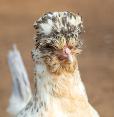 Portrait of chicken on the farm