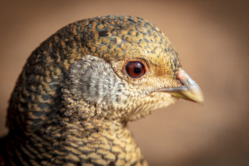 Portrait of a female pheasant in nature