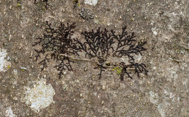 Lichen. Frullania, probably dilatata .