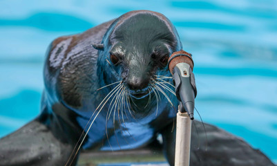 Fur seal sings in a circus microphone
