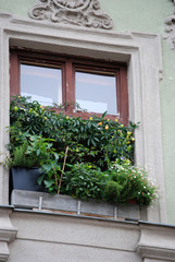 Fototapeta na wymiar Ein Fenster, dicht mit Blumen bewachsen