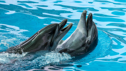 Two dolphins cuddle in the water