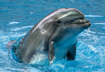 Dolphin portrait in the water