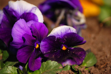 Obraz premium Im Park blühen die ersten lila Violen