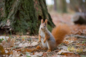 Naklejka na ściany i meble Squirrel in autumn forest. Sciurus vulgaris. Czech Republic.