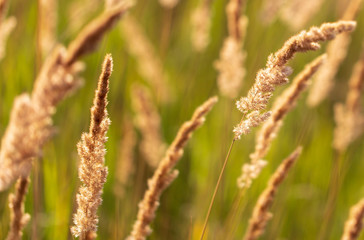 Spikes on the grass in nature as a background