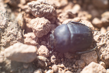 beetle