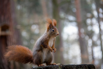 Naklejka na ściany i meble Red squirrel on a stump in forest. Sciurus vulgaris. Czech Republic.