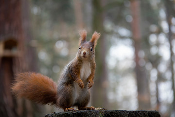 Naklejka na ściany i meble Red squirrel standing on a stump. Sciurus vulgaris. Czech Republic.