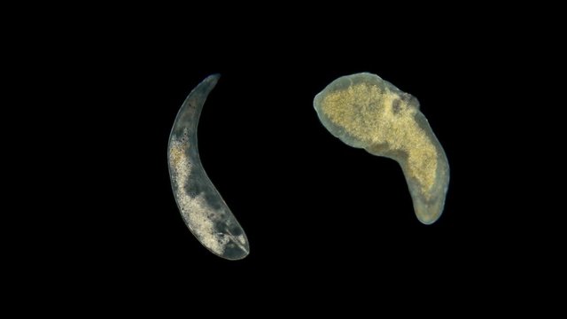 two worms under a microscope, ciliary worms or Turbellaria, a type of flatworms are free-living, but there are also parasites, hermaphrodites