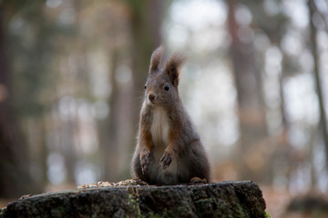 Red squirrel sitting on a stump. Sciurus vulgaris. Czech Republic.