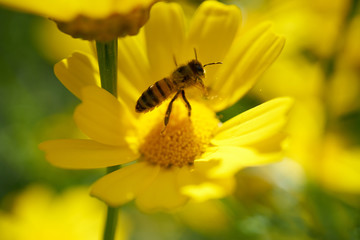 Kwiat ujęcie makro © piotrszczepanek