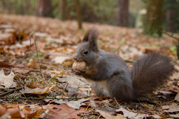 Naklejka na ściany i meble Red squirrel with a nut in autumn. Sciurus vulgaris. Czech Republic.