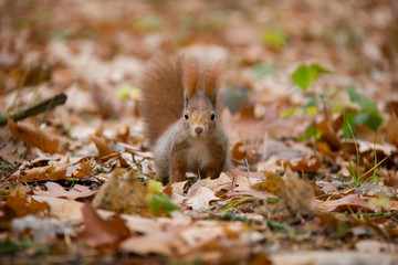 Naklejka na ściany i meble Red squirrel in autumn forest. Sciurus vulgaris. Czech Republic.