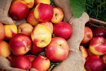 Apple harvest. Ripe red apples in the basket on the green grass.