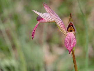 Serapias Lingua, Tongue orchid. Defocussed background.