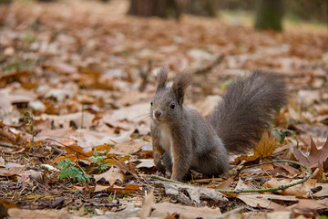 Red squirrel in autumn leaves. Sciurus vulgaris. Czech Republic.