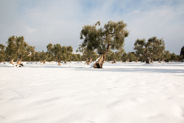 Mediterranean landscape with olive trees after a exceptional snowfall, Salento, Italy