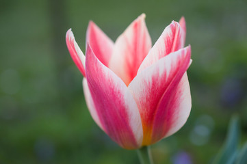 Fototapeta premium Biało różowy tulipan