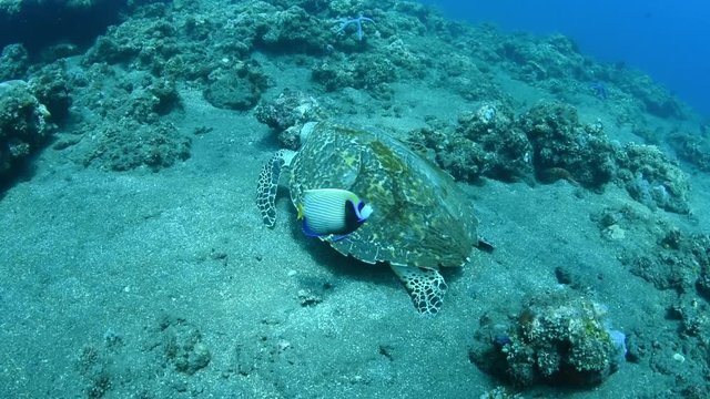 Sea turtle - Hawksbill turtle - Eretmochelys imbricata. Swimming in the ocean. Tulamben, Bali, Indonesia. 