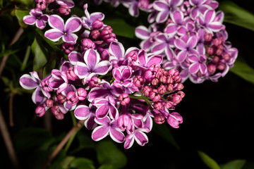 Lilac group on black