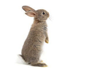 Funny bunny or baby rabbit fur gray with long ears is standing for Easter Day on isolated white background. - Powered by Adobe