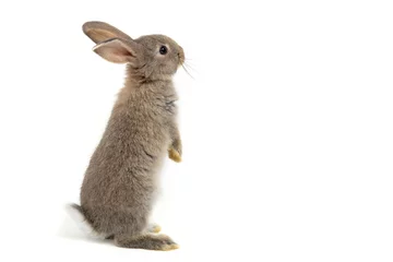 Fotobehang Grappige konijntje of baby konijnenbont grijs met lange oren staat voor Paasdag op geïsoleerde witte achtergrond. © Soonthorn