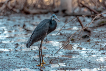  Black heron wading in shallow water , Egretta ardesiaca
