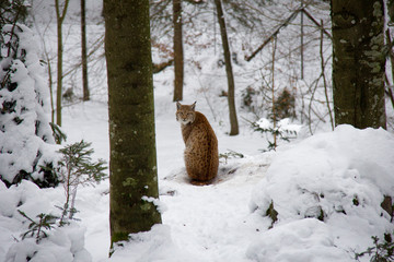 Obraz premium Lynx kitty in winter. Lynx lynx.