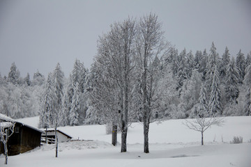 Frozen trees. Bavarian Forest National Park.