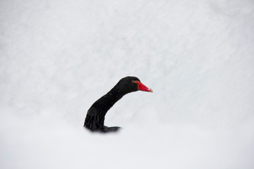 Black swan in winter.