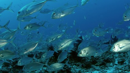 A huge school of Jacks. Big eye Trevally Jack, (Caranx sexfasciatus) Forming a polarized school, bait ball or tornado,Maldives, Indian Ocean, slow motion