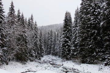 Winter in forest. Bavarian Forest National Park.