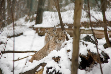 Lynx kittens in winter. Lynx lynx.