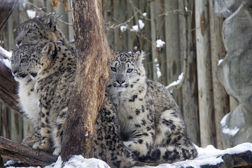 Naklejka premium Snow leopard family in winter. Panthera uncia.