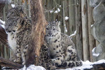Snow leopard family in winter. Panthera uncia.