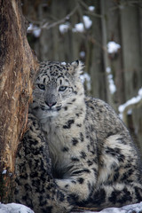 Naklejka na ściany i meble Snow leopard kitty. Panthera uncia.