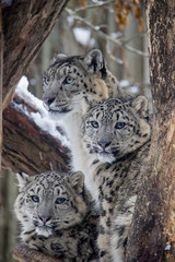 Snow leopards family. Panthera uncia.