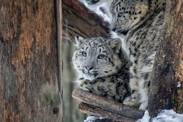 Portrait of snow leopard cub. Panthera uncia.